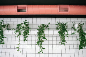 Plants hanging under a ventilation duct in a restaurant